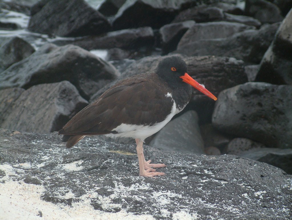 20-American Oystercatcher.jpg - American Oystercatcher